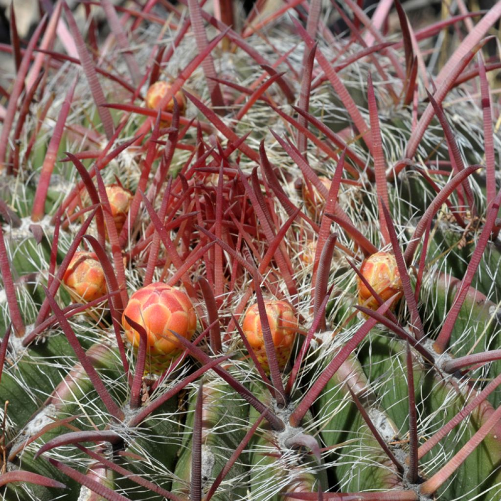 Ferocactus stainesii - Ferocactus stainesii
