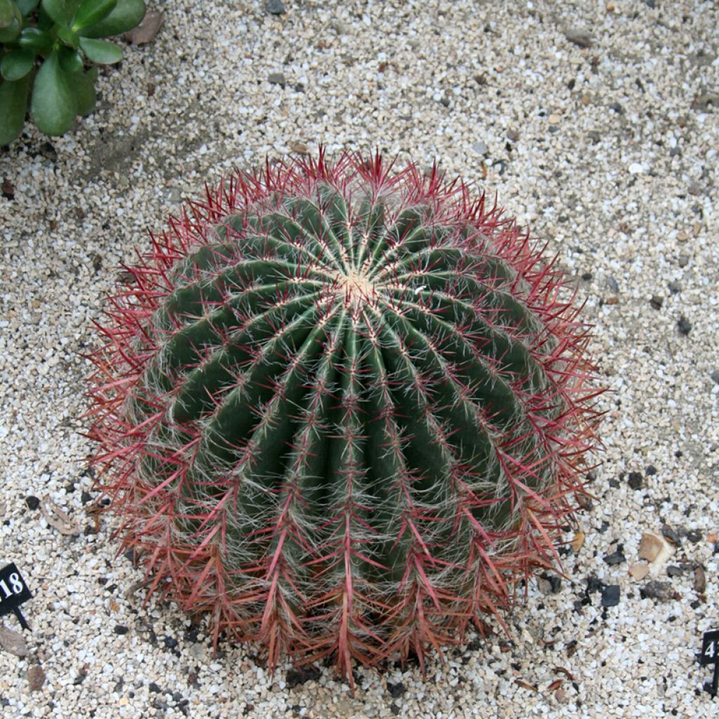 Ferocactus stainesii - Ferocactus stainesii