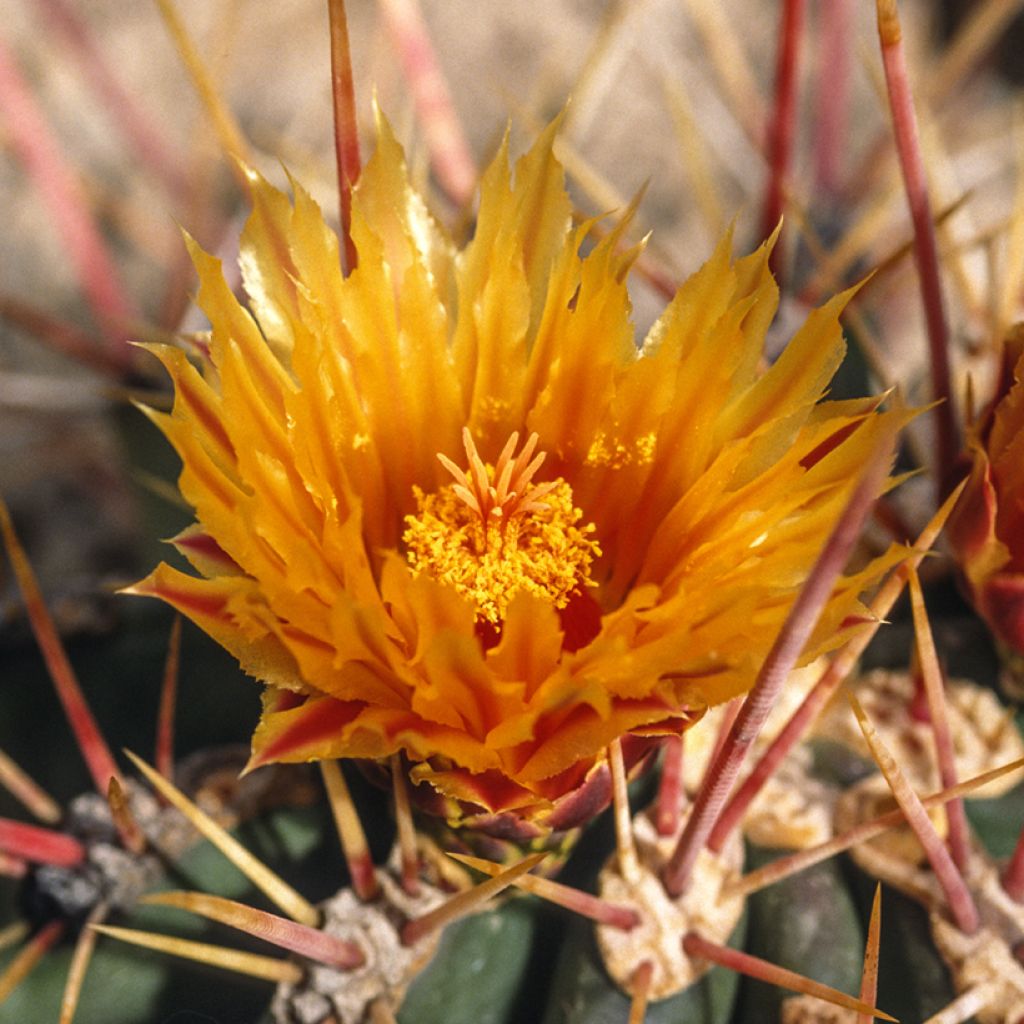 Ferocactus stainesii - Ferocactus stainesii