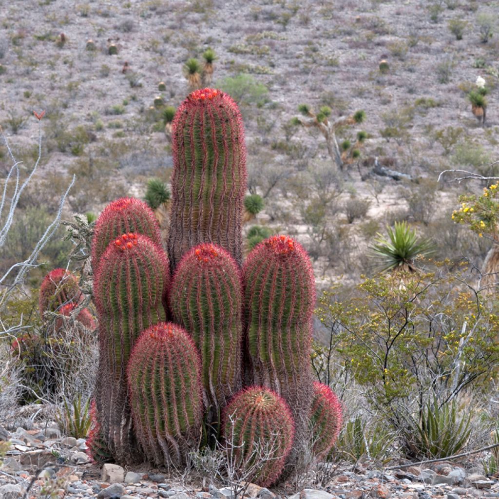 Ferocactus stainesii - Ferocactus stainesii