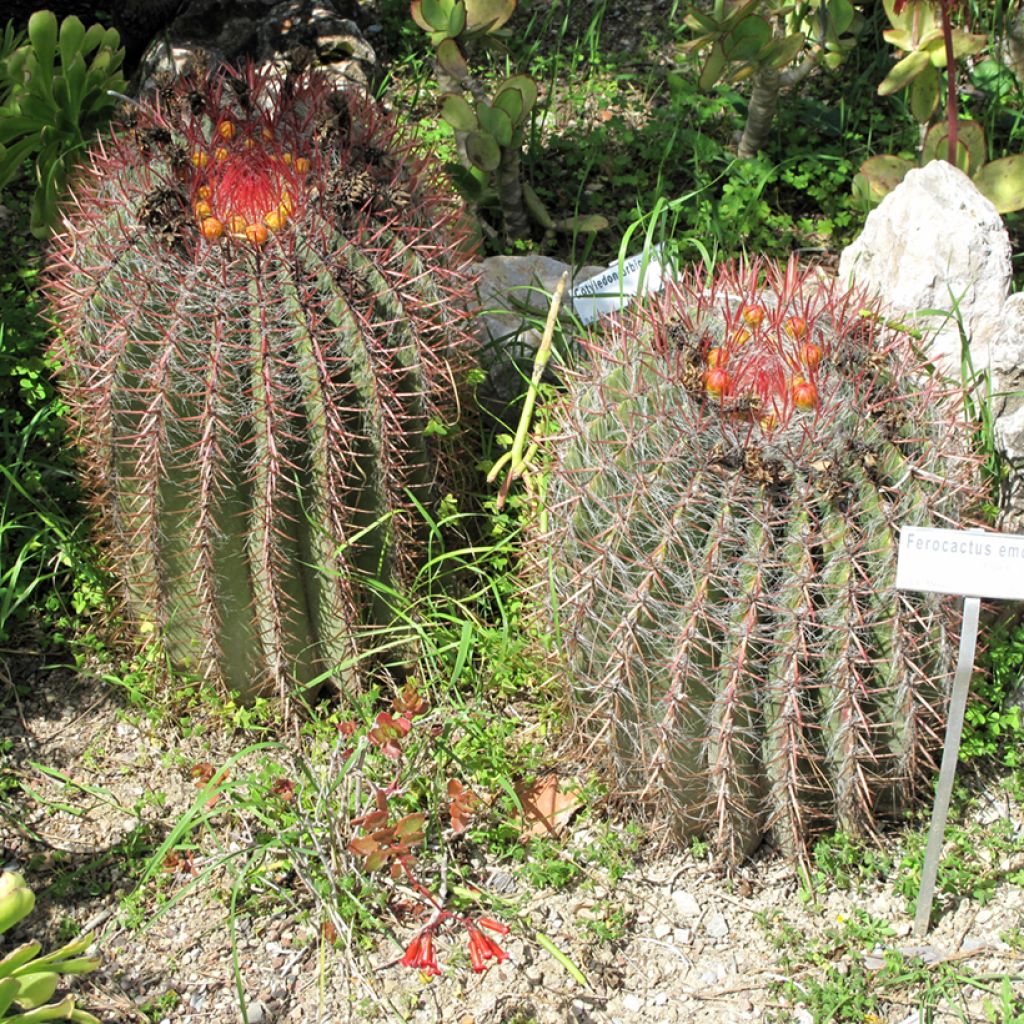 Ferocactus emoryi - Ferokaktus