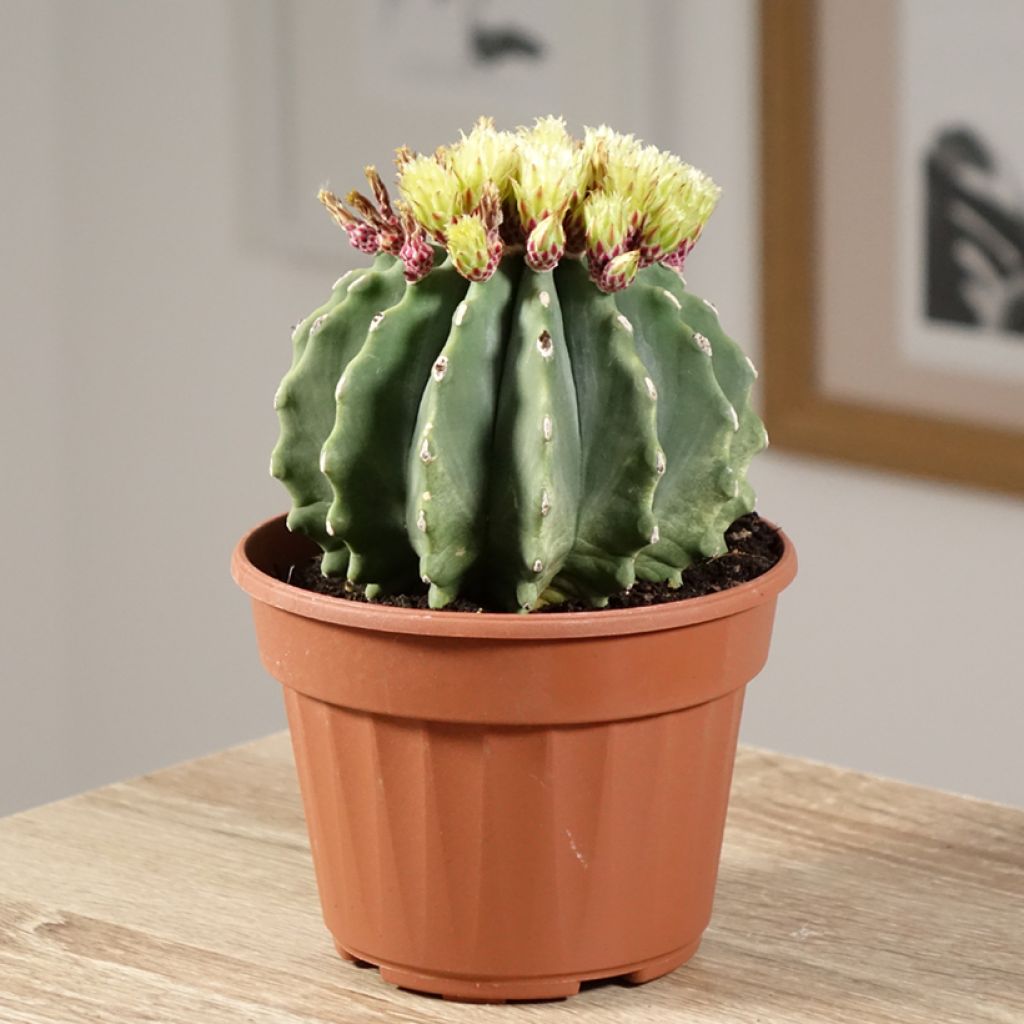 Ferocactus glaucescens Inermis - Ferokaktus