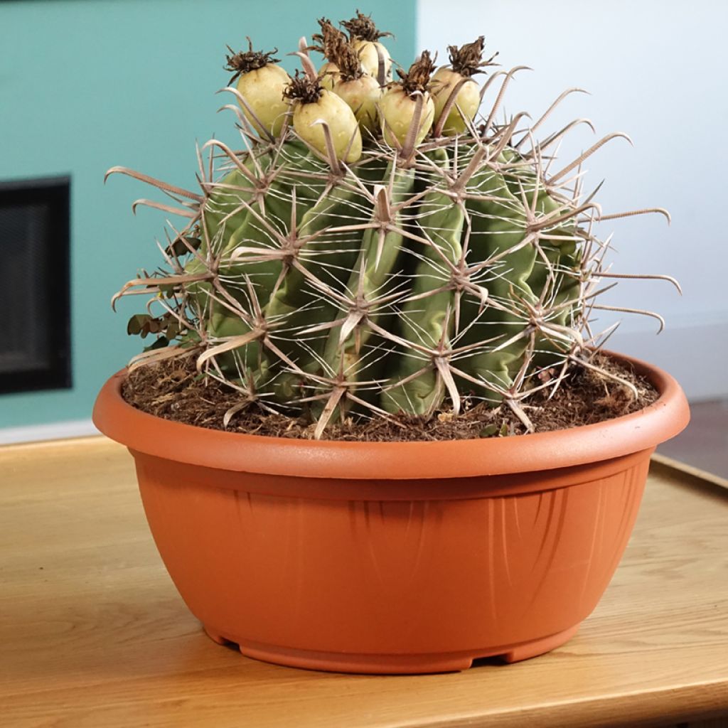 Ferocactus horridus - Ferokaktus