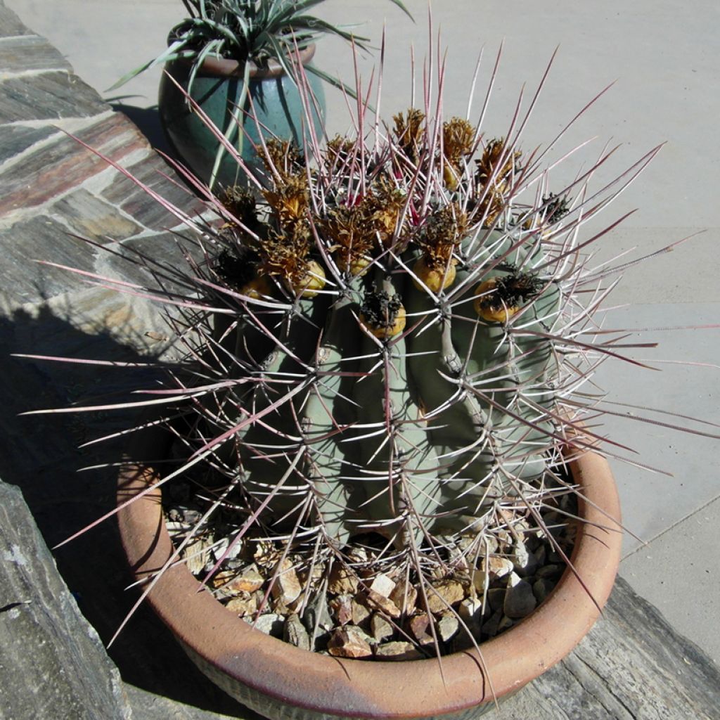 Ferocactus rectispinus - Ferokaktus