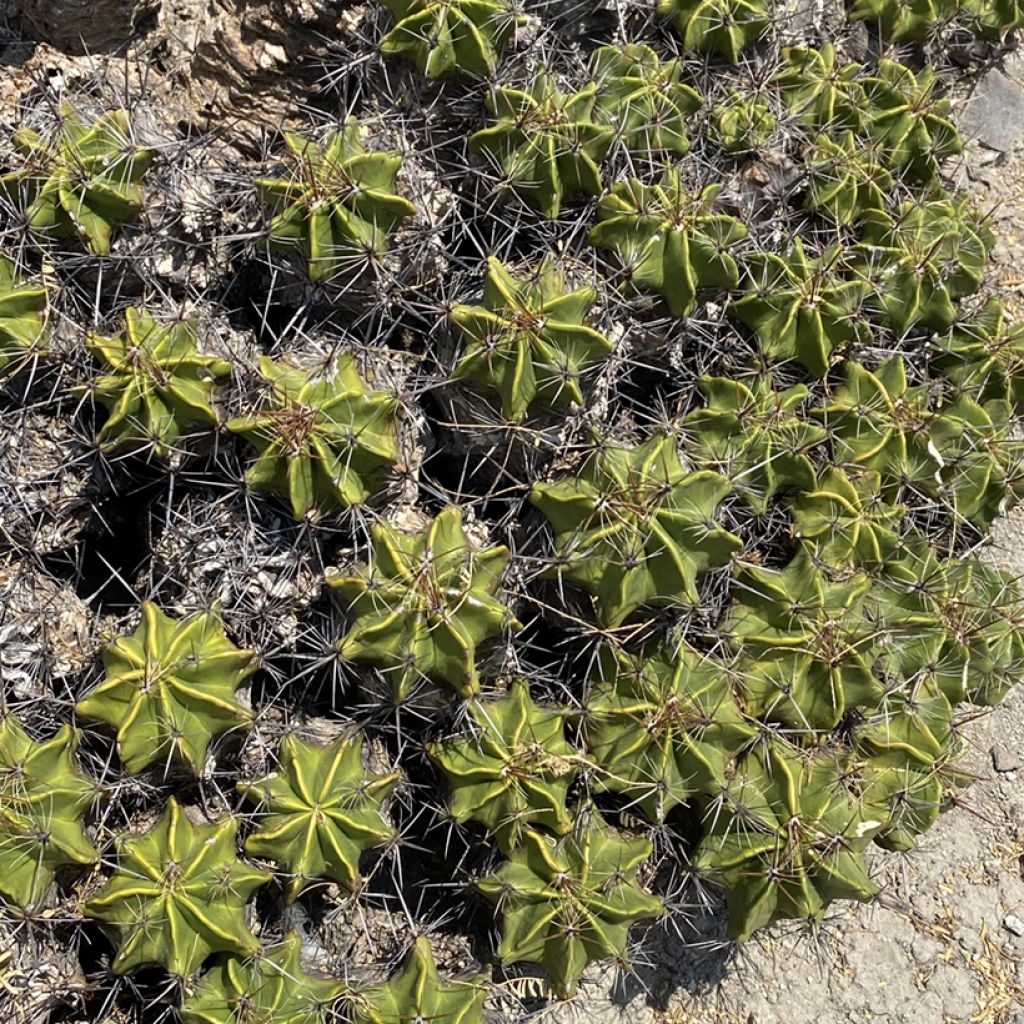 Ferocactus robustus - Ferokaktus