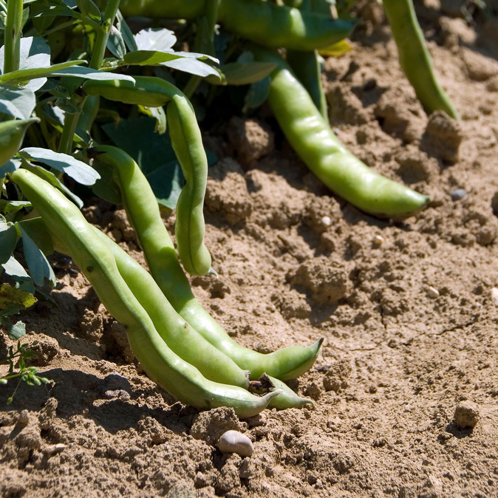 Ackerbohne Aguadulce très longue cosse