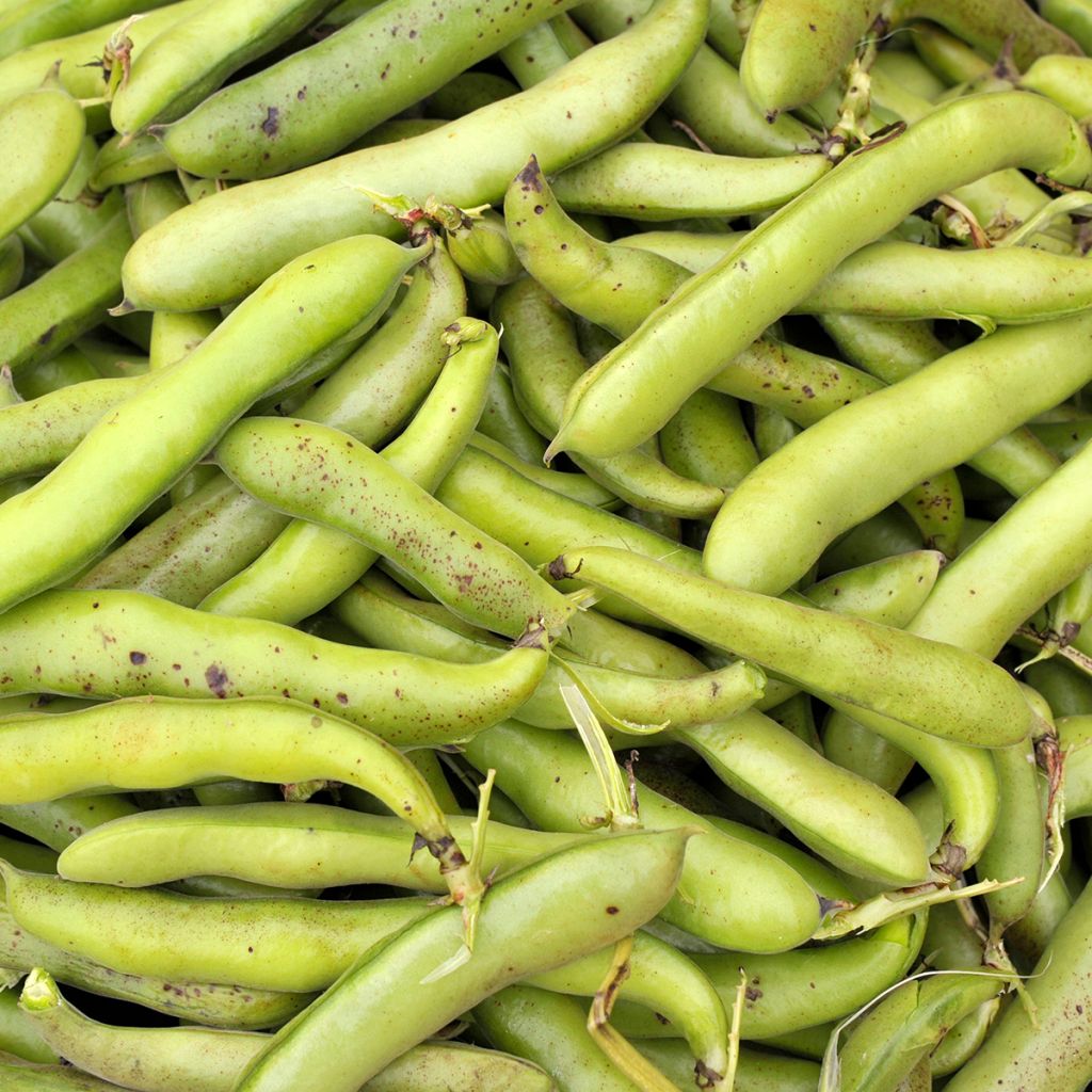 Ackerbohne Bunyards Exhibition