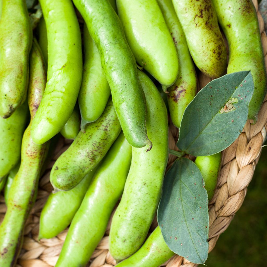 Ackerbohne Crimson Flowered