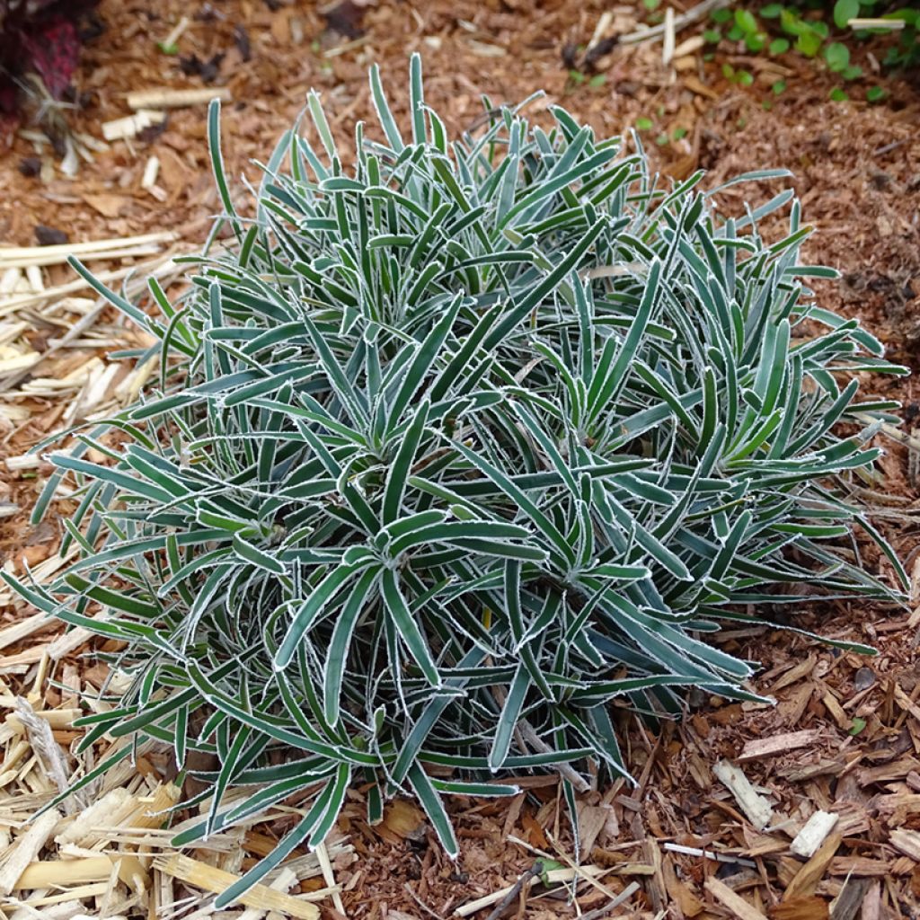 Ficinia truncata Ice Crystal - Zwerbinse