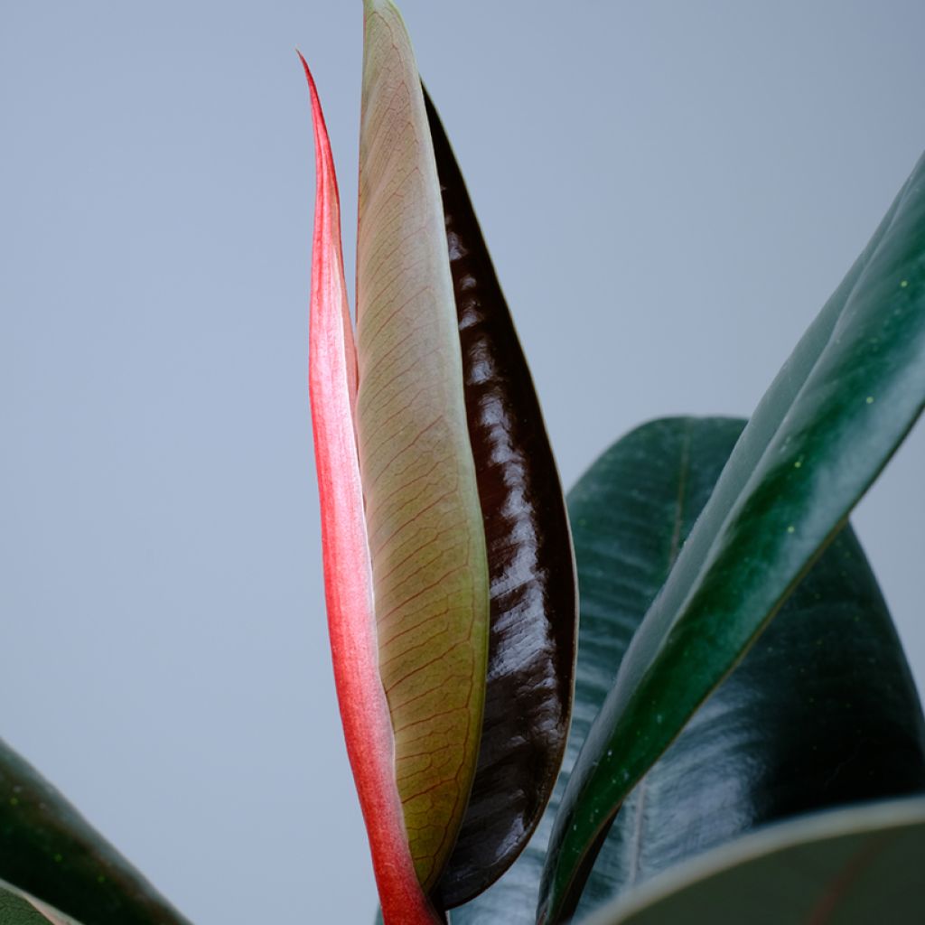 Gummibaum Abidjan - Ficus elastica