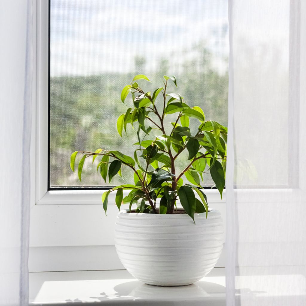 Birkenfeige - Ficus Exotica