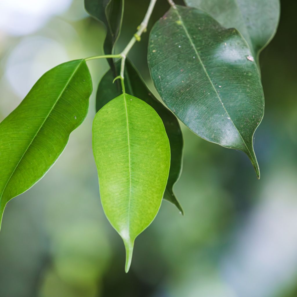 Birkenfeige - Ficus Exotica