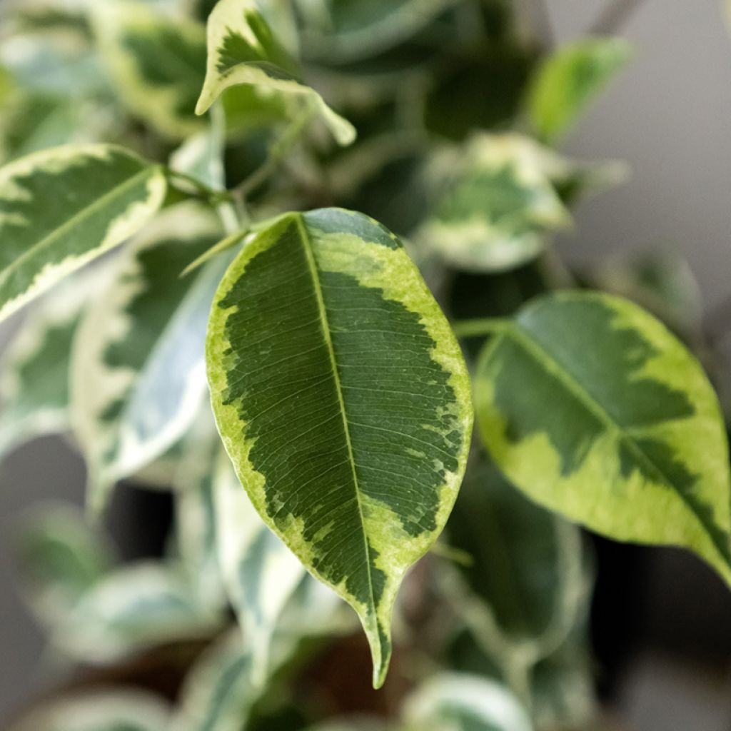 Ficus benjamina Golden King - Birkenfeige
