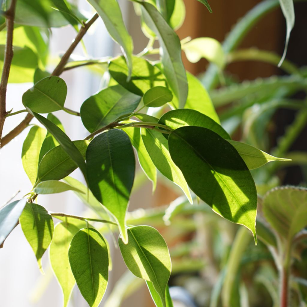 Ficus Natasja - Birkenfeige