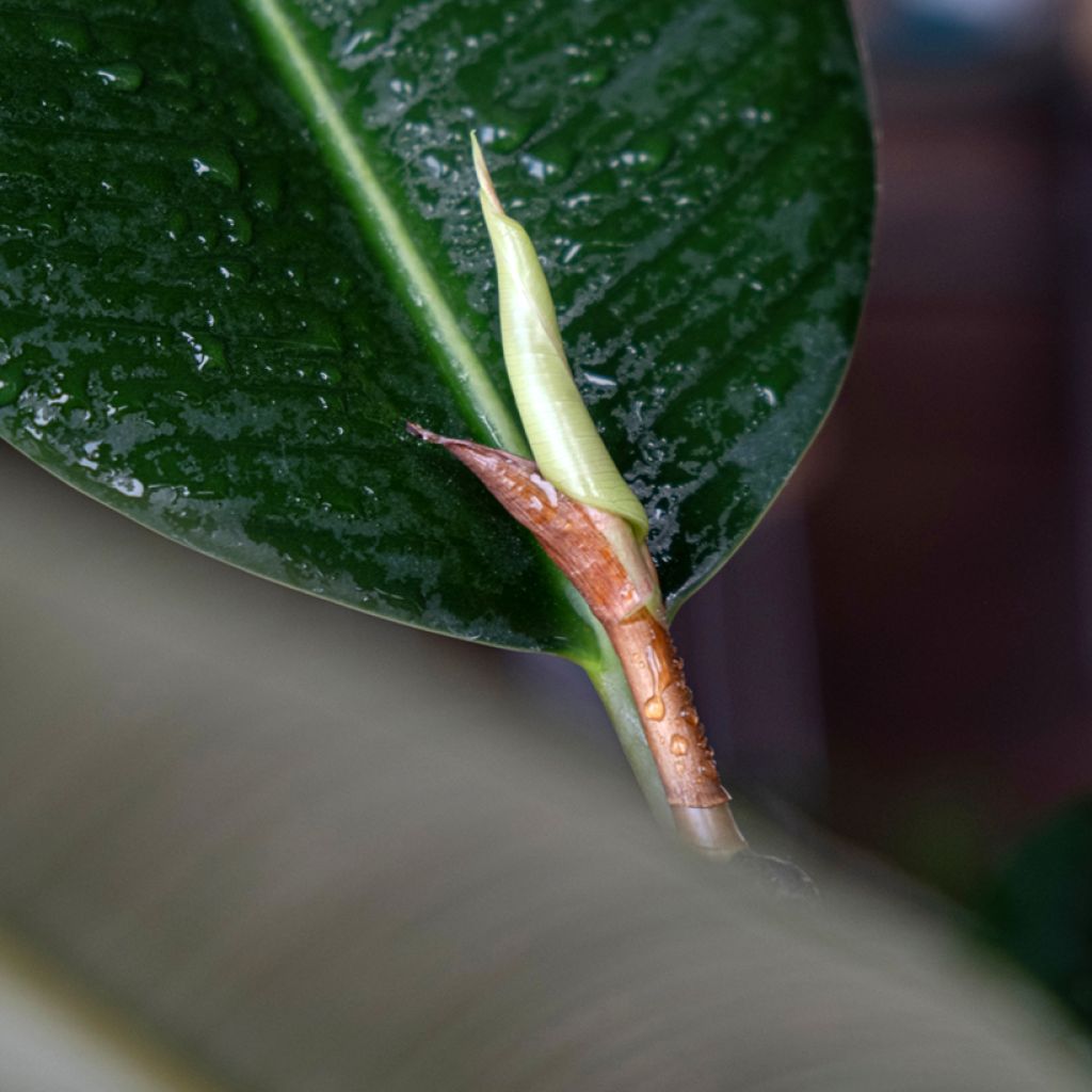 Gummibaum - Ficus Robusta