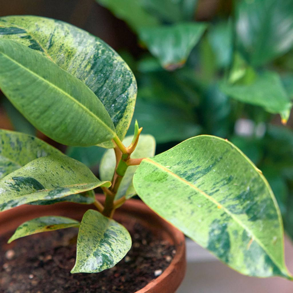 Ficus Shivereana - Gummibaum