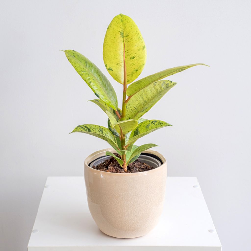 Ficus Shivereana - Gummibaum
