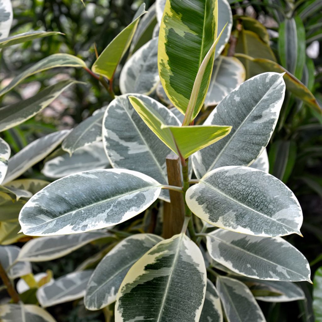 Gummibaum - Ficus Tineke