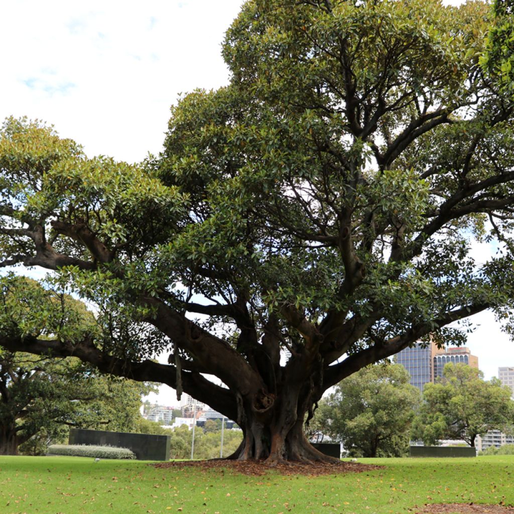 Ficus rubiginosa Australis - Australischer Feigenbaum