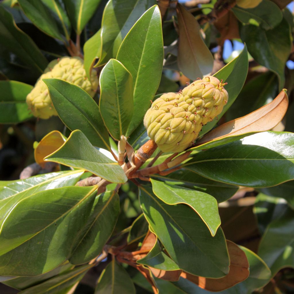 Ficus rubiginosa Australis - Australischer Feigenbaum