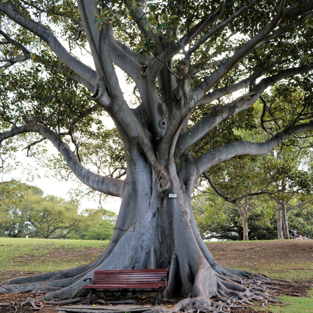 Ficus rubiginosa Australis - Australischer Feigenbaum