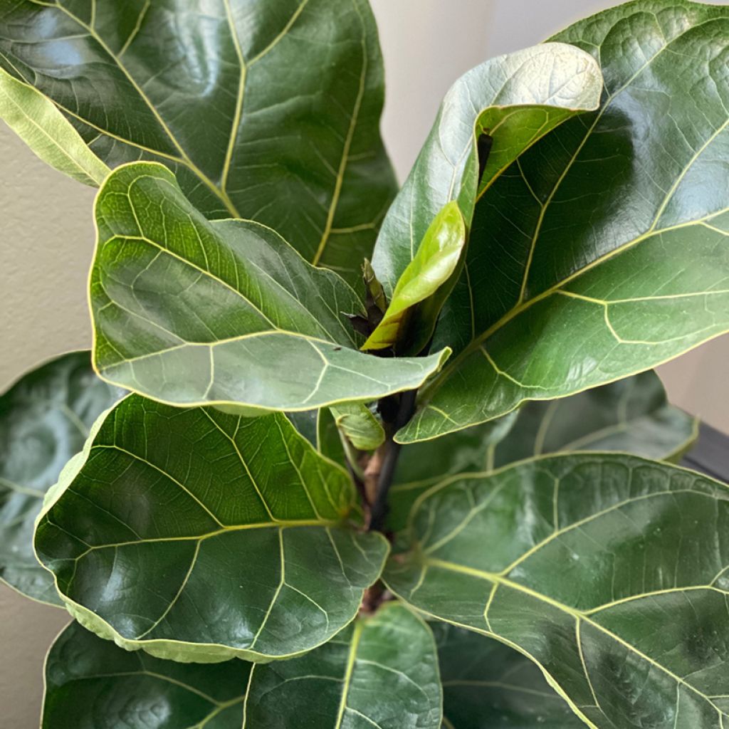 Ficus lyrata - Figuier lyre