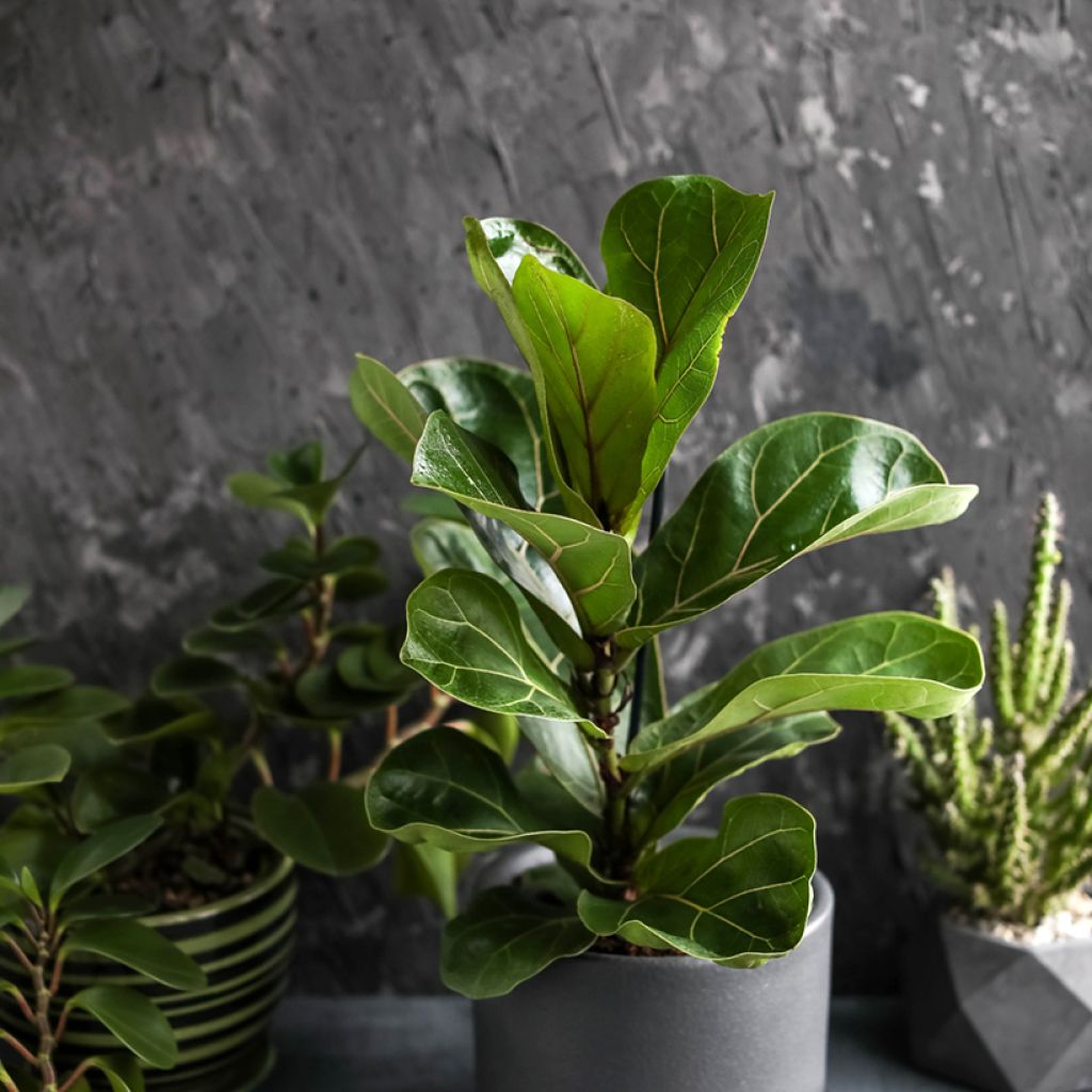 Ficus lyrata - Figuier lyre