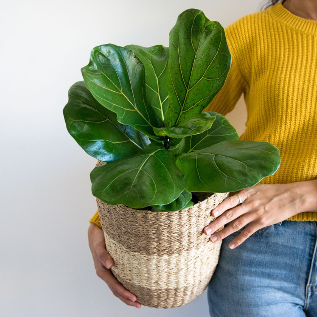 Ficus lyrata - Figuier lyre