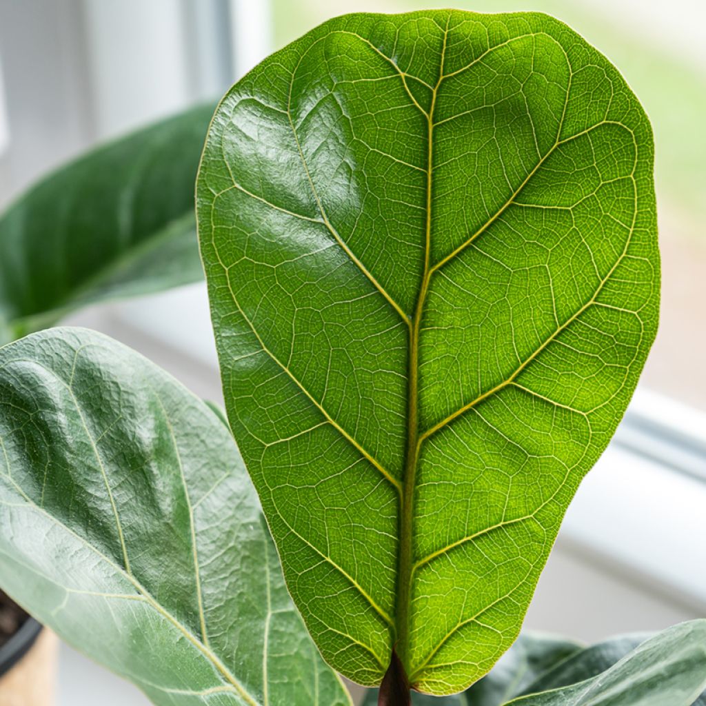 Ficus lyrata - Figuier lyre