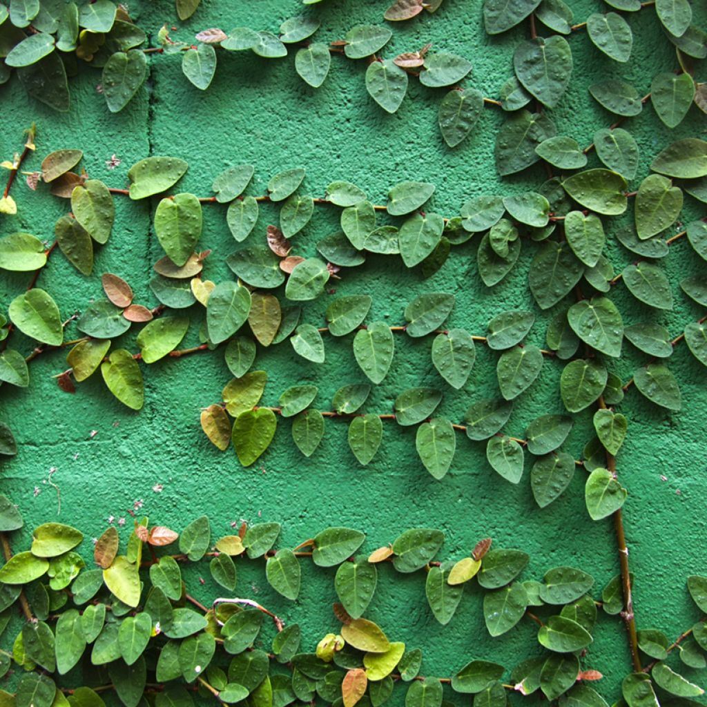 Ficus pumila Arina - Kletter-Feige