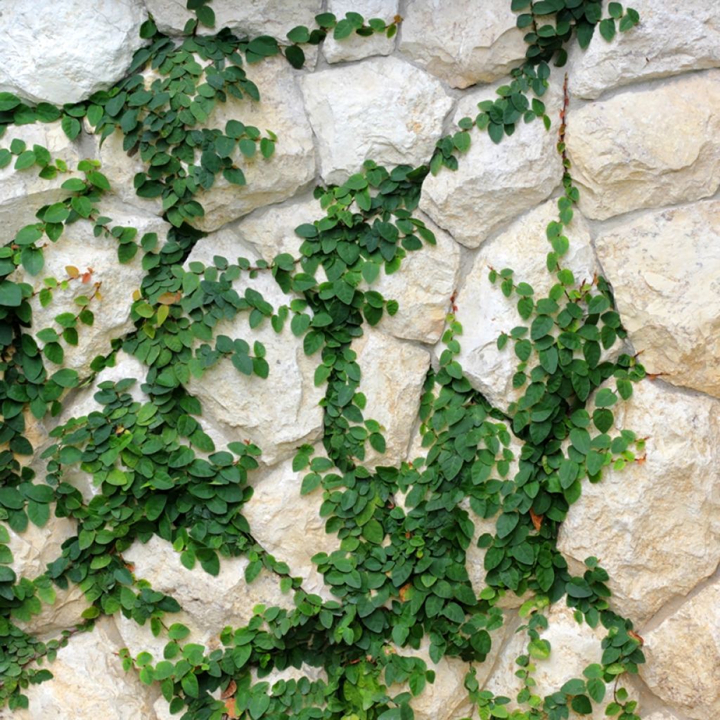 Ficus pumila Arina - Kletter-Feige