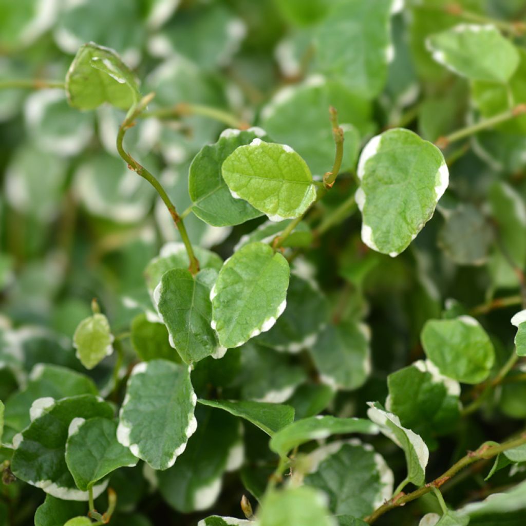 Ficus pumila Bellus - Kletter-Feige