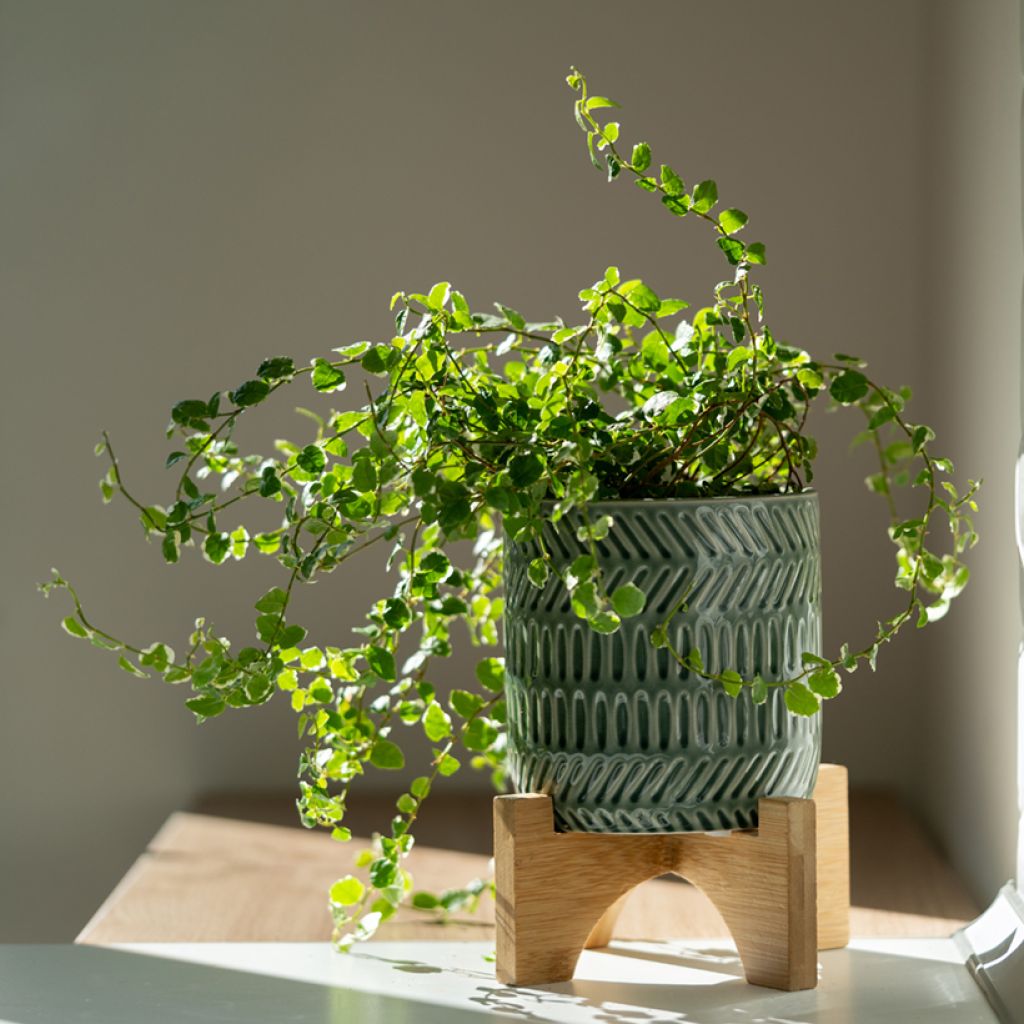 Ficus pumila Bellus - Kletter-Feige