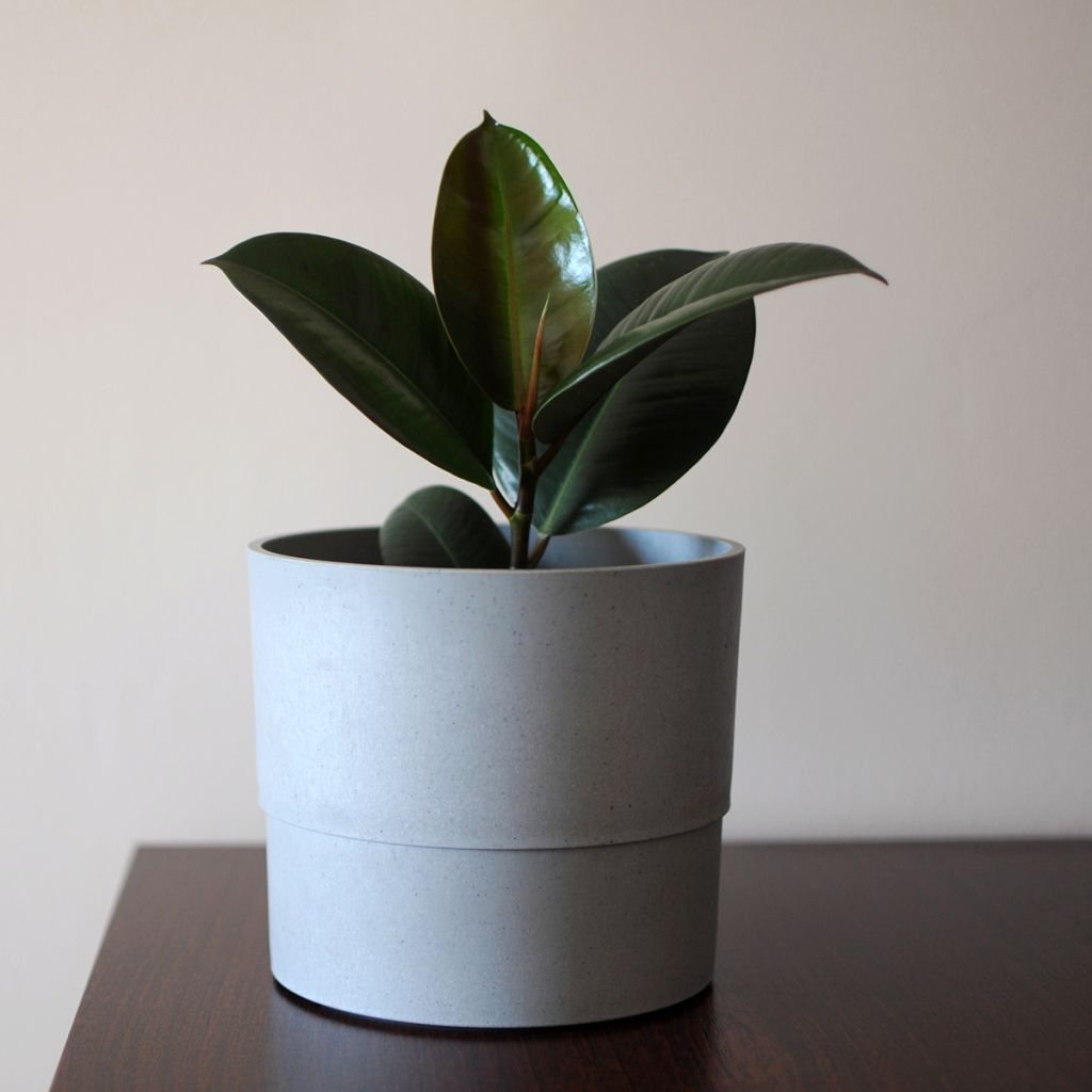 Gummibaum Burgundy - Ficus elastica
