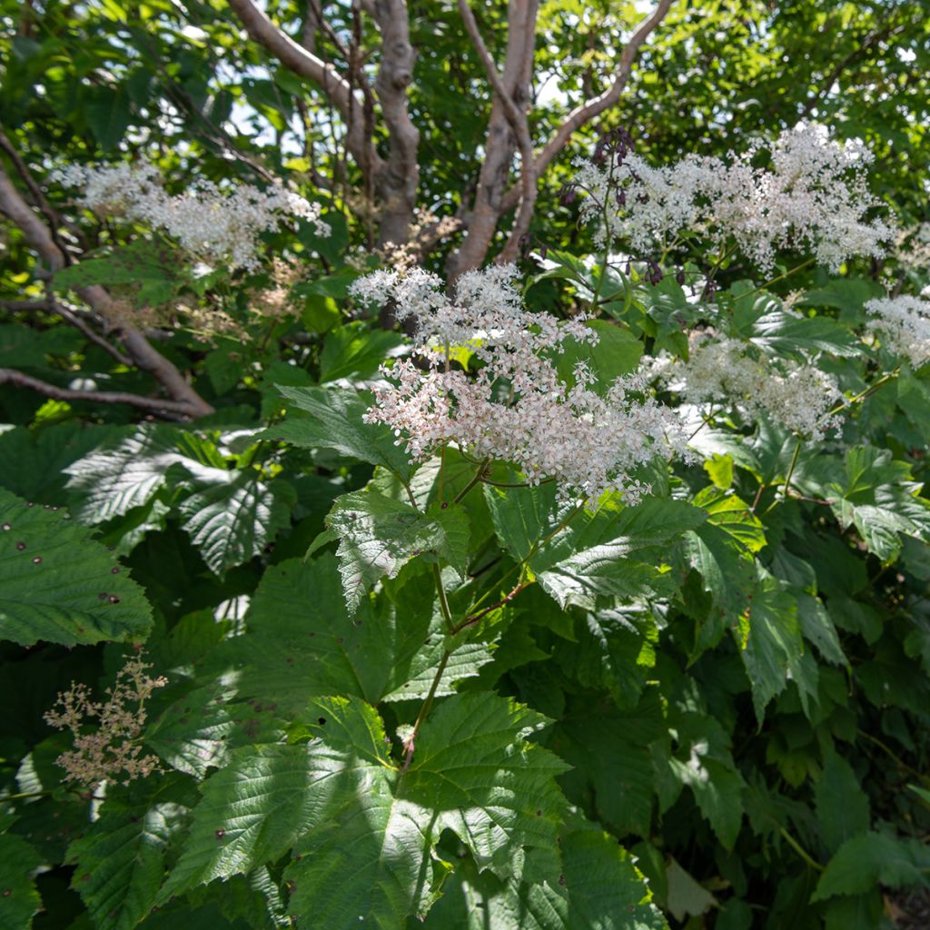 Kamtschatka-Mädesüß - Filipendula camtschatica