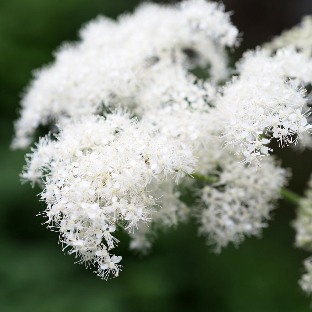Kamtschatka-Mädesüß - Filipendula camtschatica