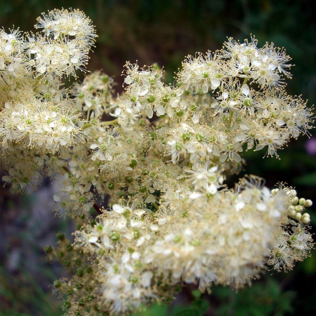 Echtes Mädesüß - Filipendula ulmaria