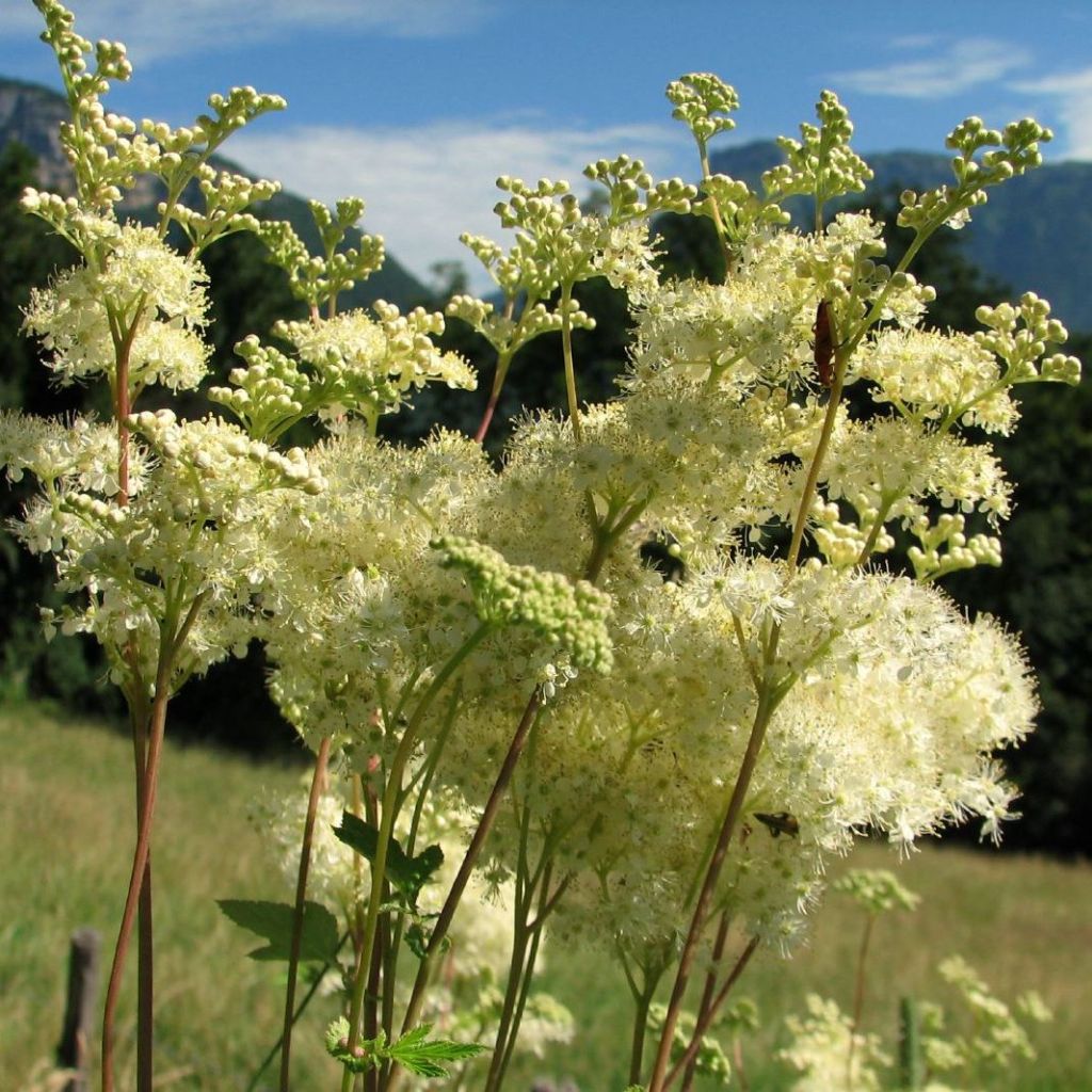 Echtes Mädesüß - Filipendula ulmaria