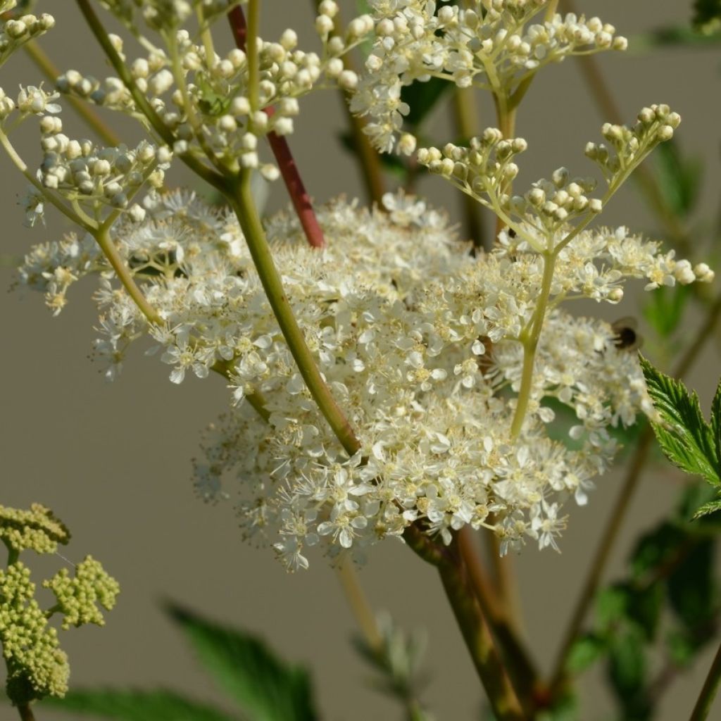 Echtes Mädesüß - Filipendula ulmaria