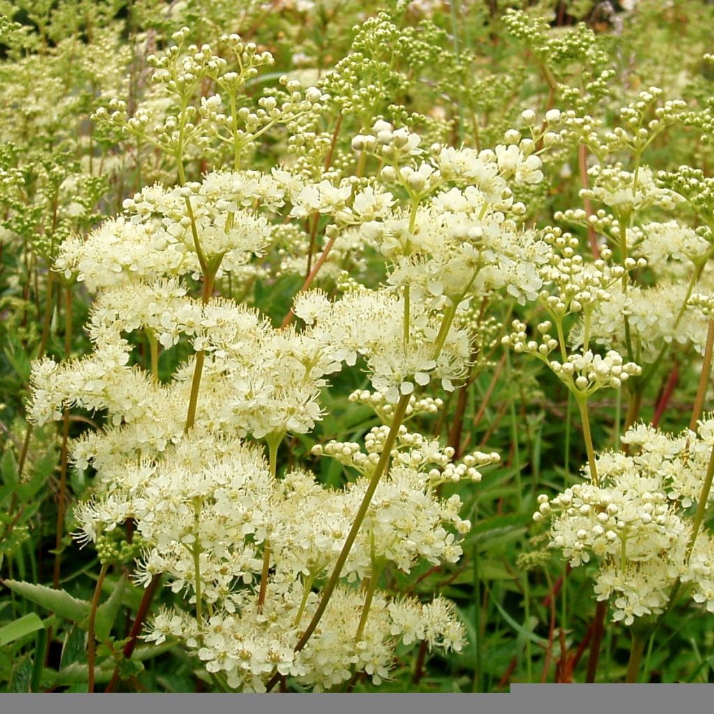 Echtes Mädesüß - Filipendula ulmaria