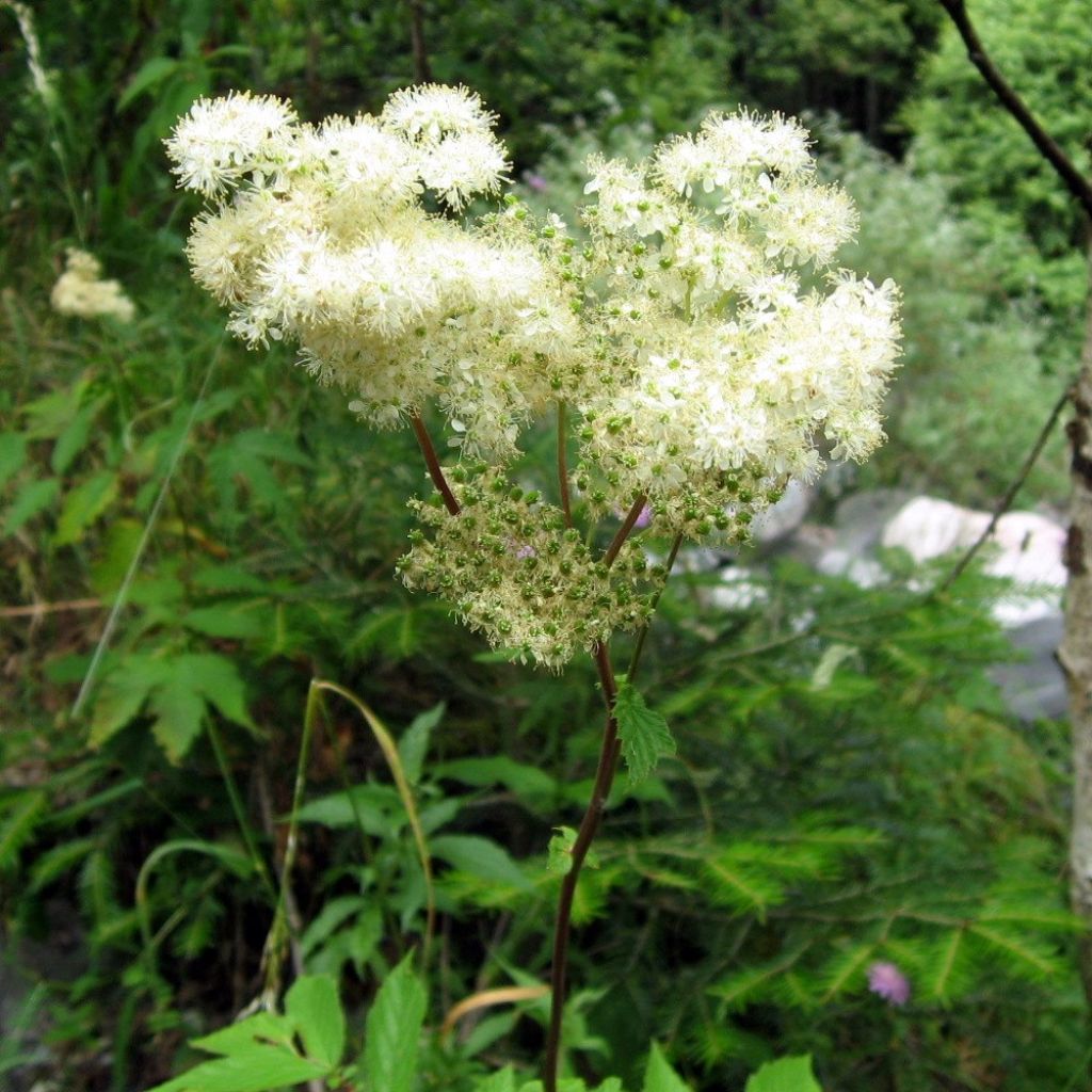 Echtes Mädesüß - Filipendula ulmaria