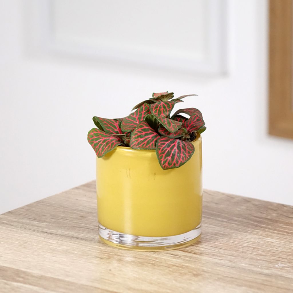 Fittonia Joly Josan Red - Mosaikpflanze