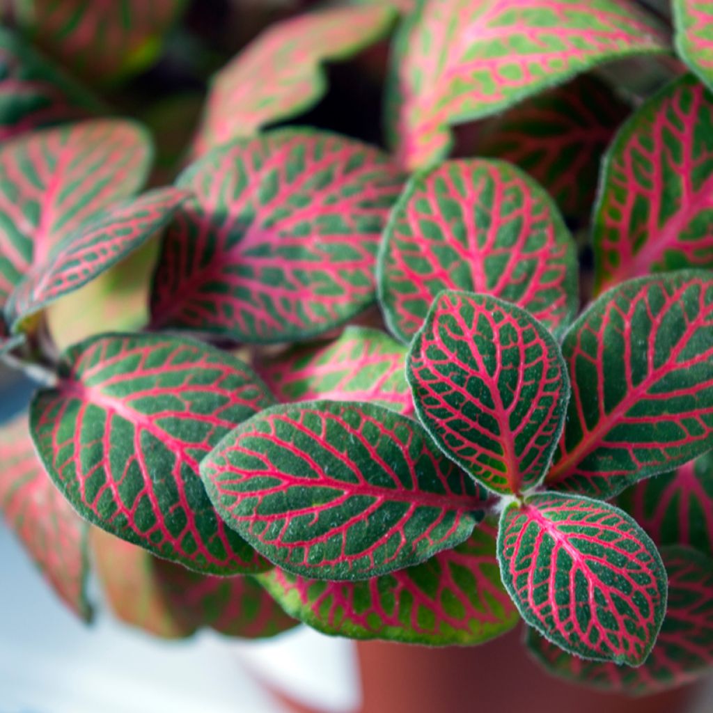 Fittonia Joly Josan Red - Mosaikpflanze