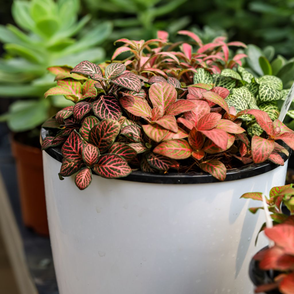 Fittonia Joly Josan Red - Mosaikpflanze