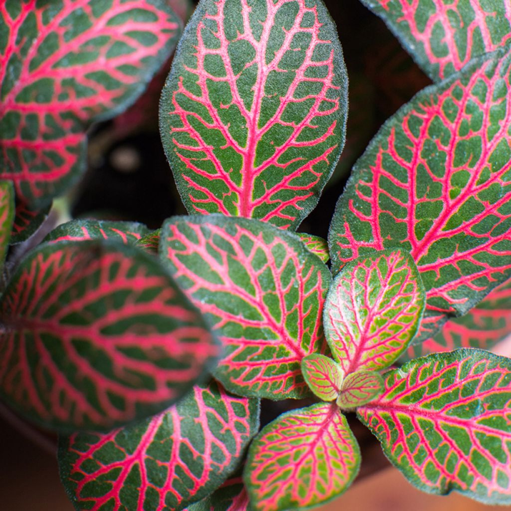 Fittonia Joly Josan Red - Mosaikpflanze