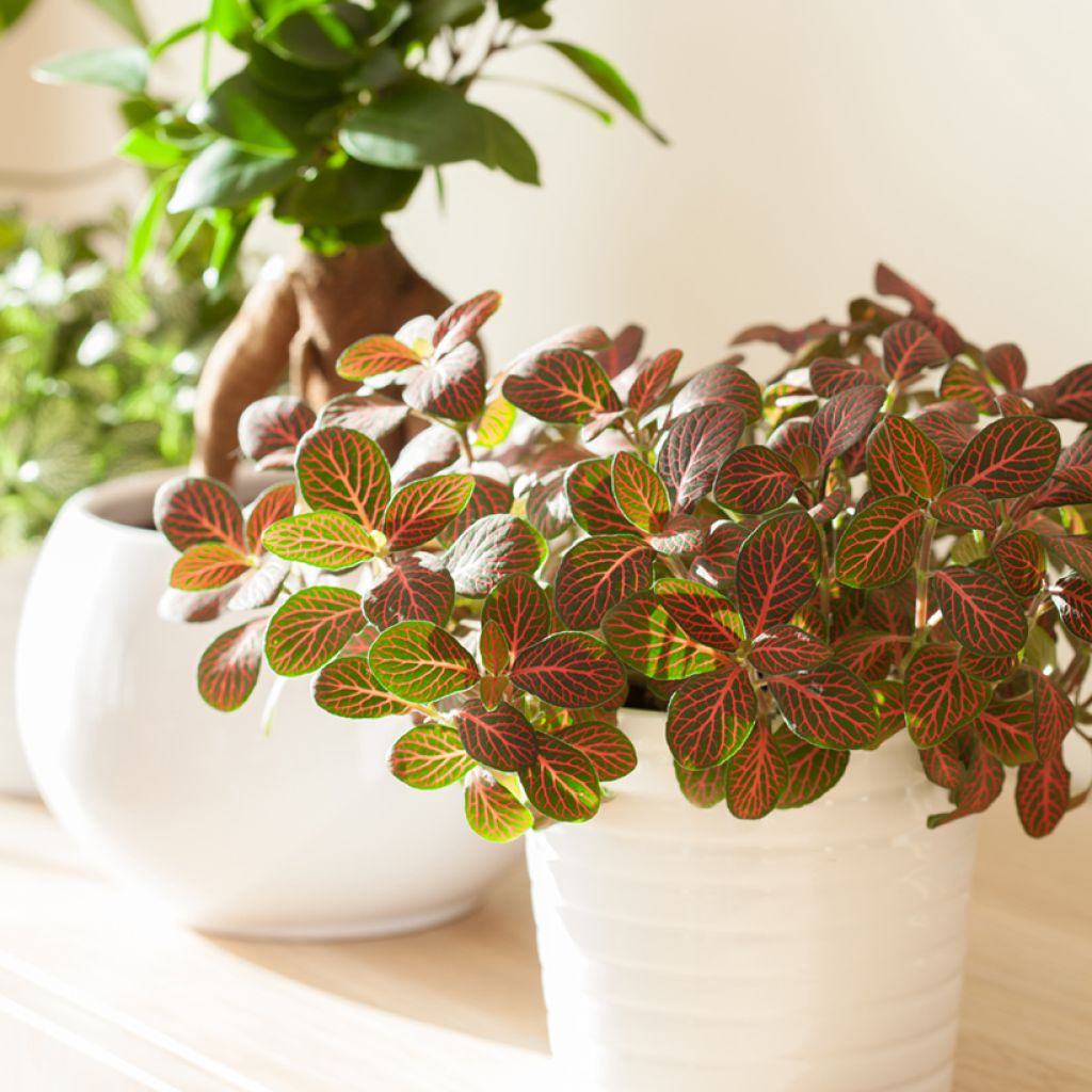 Fittonia Joly Josan Red - Mosaikpflanze