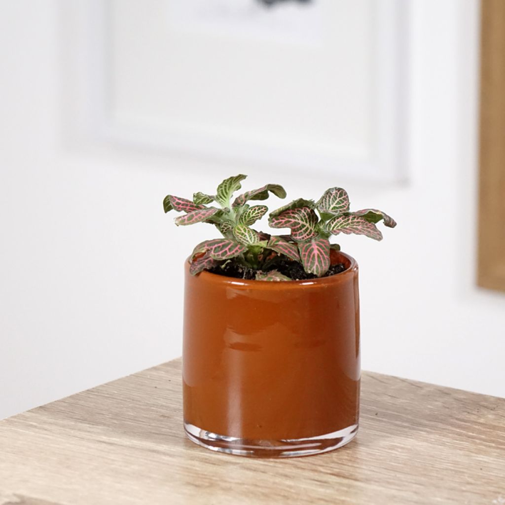 Fittonia Pink Special - Mosaikpflanze