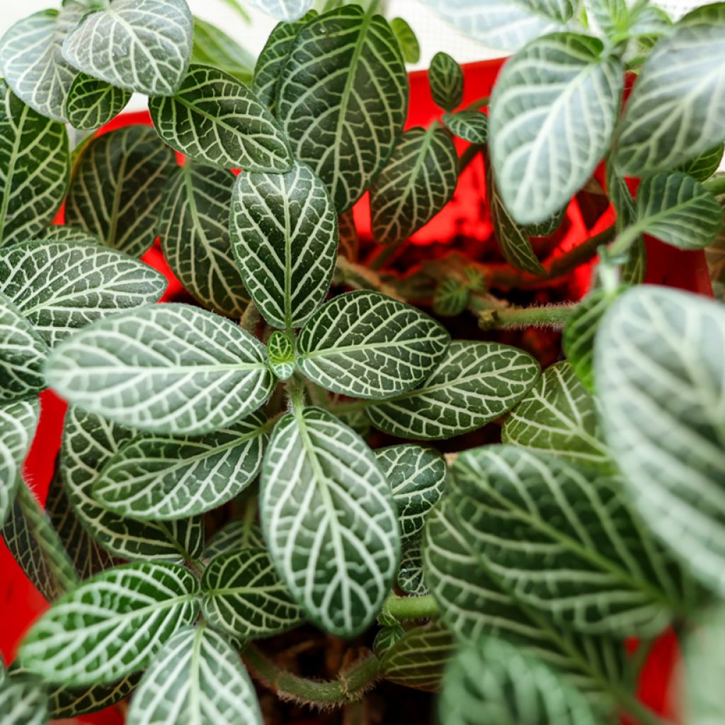 Fittonia Mini White - Mosaikpflanze