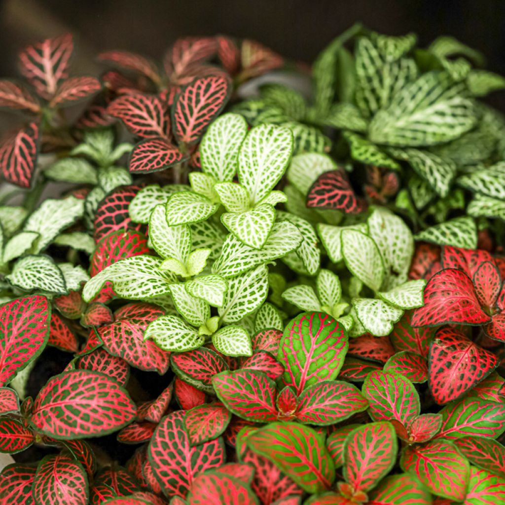 Fittonia Mini White - Mosaikpflanze