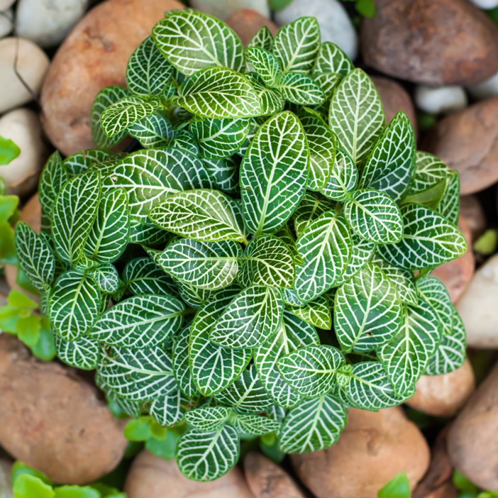 Fittonia Mini White - Mosaikpflanze